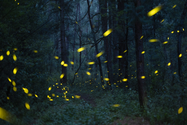 echoes of light
