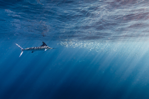 blue horizon
